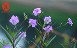 Đẹp ngỡ ngàng với con đường hoa tím bên dòng sông Tô Lịch